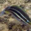 Stripped Parrotfish Juveline (2010)