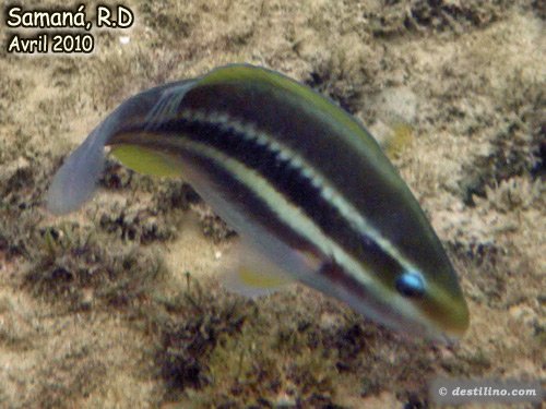 Stripped Parrotfish Juveline (2010)