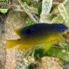 Longfin Damselfish Juveline (2010)