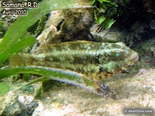 Parrotfish Juveline ??? (2010)