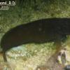 Redlip Blenny (2010)