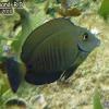 Doctorfish (2010)