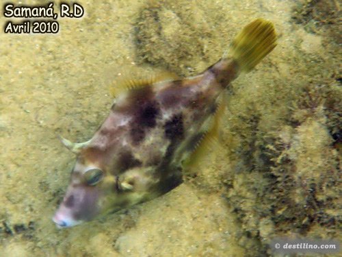 Planehead Filefish Male (2010)