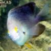 Threespot Damselfish (2010)