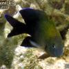 Longfin Damselfish (2010)