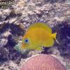 Blue Tang Juveline - yellow (2010)