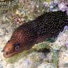 Goldentail Moray (2010)
