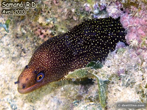 Goldentail Moray (2010)