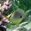 Foureye Butterflyfish (2010)