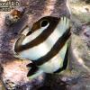 Banded Butterflyfish (2010)
