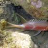 Squirrelfish (2010)