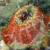 Red Warty Anemone (2010)