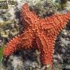 Cushion Sea Star (2010)