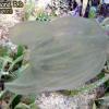 Comb Jelly ??? (2010)