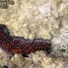 Three-Rowed Sea Cucumber (2010)