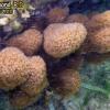 Finger Coral (2010)