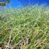 Manatee Grass (2010)