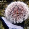 West Indian Sea Egg (2010)