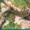 Panamic Fanged Blenny (2006)