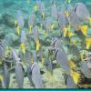 Fishes