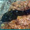 Mero Hawkfish (2006)