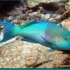 Bicolor Parrotfish (2006)