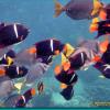 King Angelfish (2006)