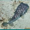 Spotfin Burrfish (2006)