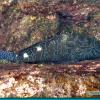Giant Hawkfish (2006)