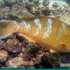 Blu-chin Parrotfish (initial phase) 