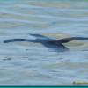 Other sea creatures