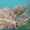 Green Sea Turtle (2006)