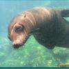 Galapagos Sea Lions (2006)