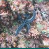 Sea Star (2006)
