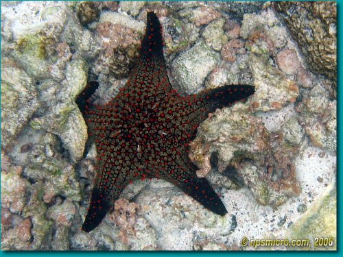 Sea Star (2006)