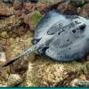 Diamond Stingray (2006)