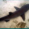 White-tip Shark (2006)