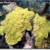 Corals