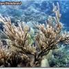 Black Sea Rod (2008)