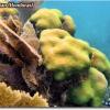 Lobed Star Coral (2008)