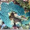 Rough Cactus Coral (2008)