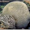 Brain Coral (2008)