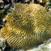 Symmetrical brain coral (2010)