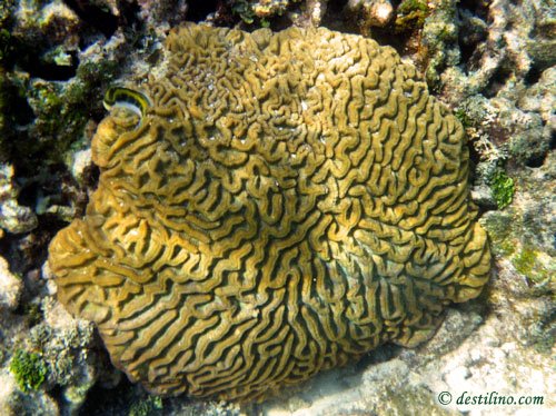 Symmetrical brain coral (2010)