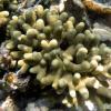 Thin finger coral (2010)