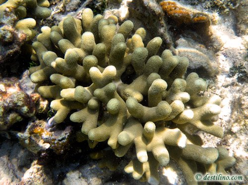 Thin finger coral (2010)