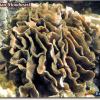 Lettuce Coral (2008)