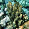 Pillar Coral (2010)