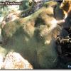 Great Star Coral (2008)