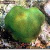 Smooth Star Coral (2008)